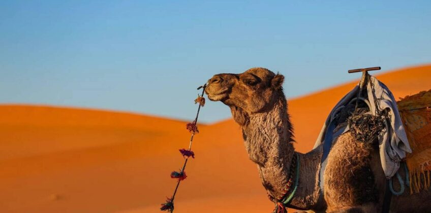 4 days from Fes to Marrakech deset trip